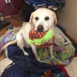 Meet your Posher, Robin